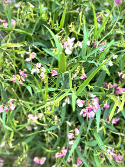 Fleurs et nature
